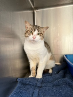 How Long Does Cat Adoption Take at Local Shelter