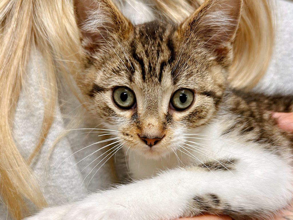 How Long Till a Cat Adoption Goes Through