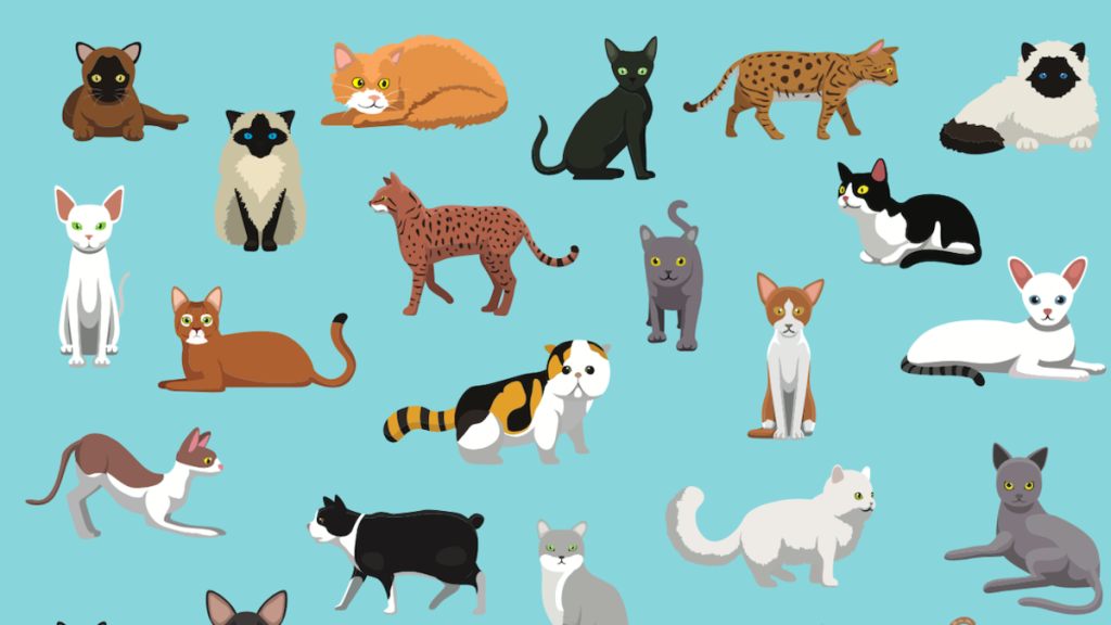 How Many Breeds of Cat are There