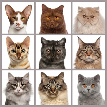 How Many Breeds of Cats are There