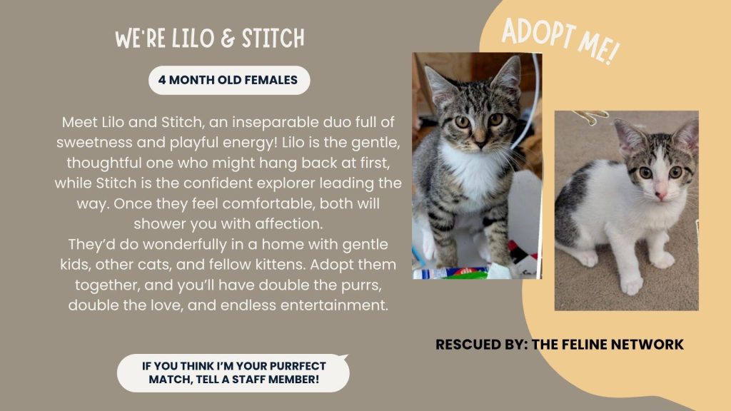 How Much are Cat Adoption Fees