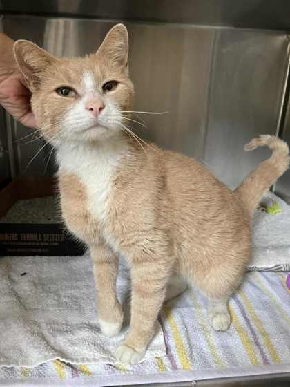 How Much are Cat Adoption Fees in Nj