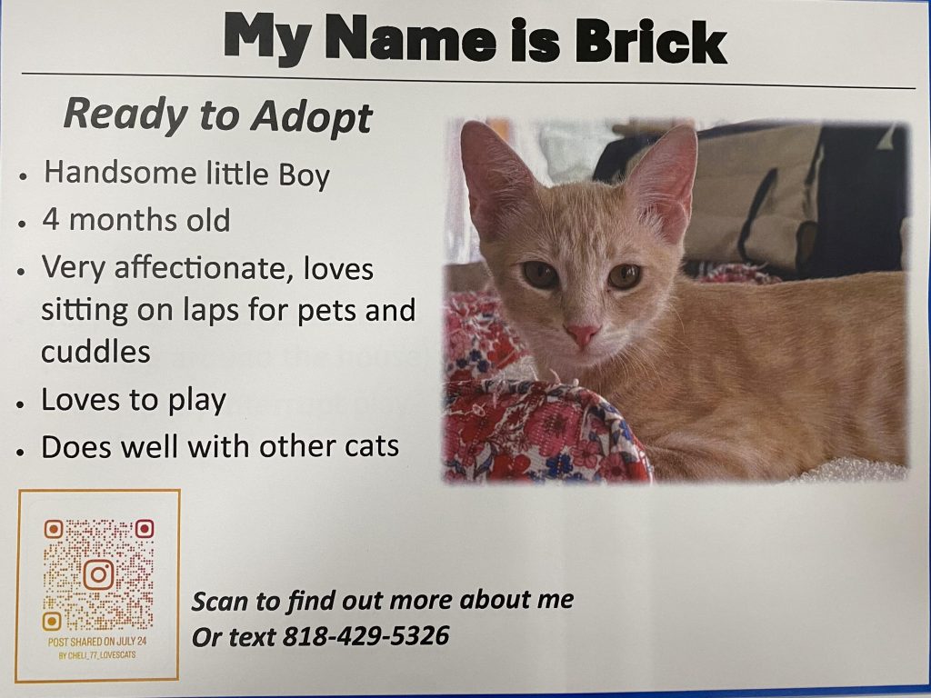 How Much are Cat Adoption Fees Los Angeles