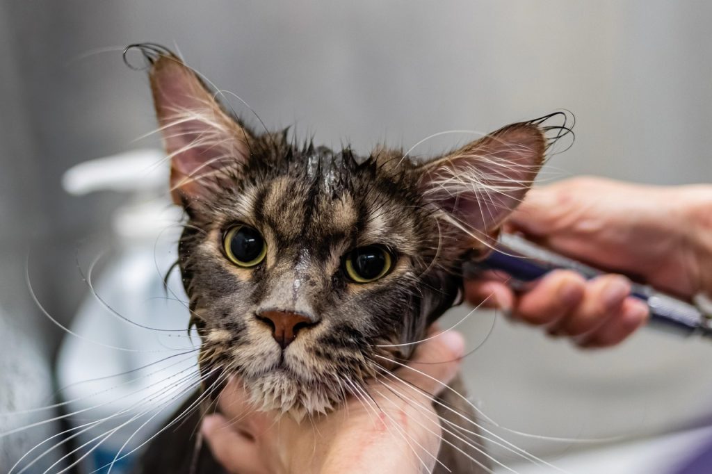 How Much Does It Cost to Get a Cat Groomed