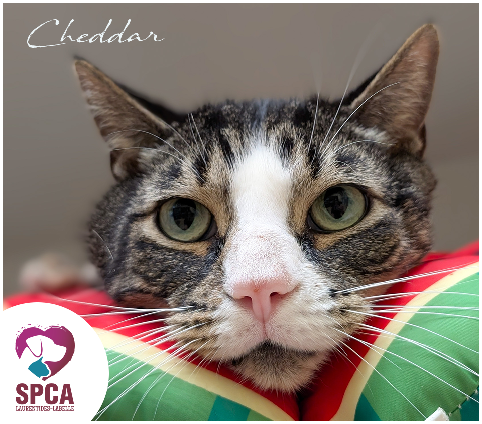 How Much is Cat Adoption at Spca