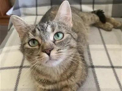 How Much is Cat Adoption