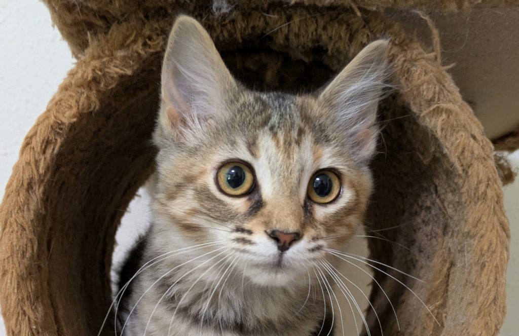 How Much to Ask for Cat Adoption Fee