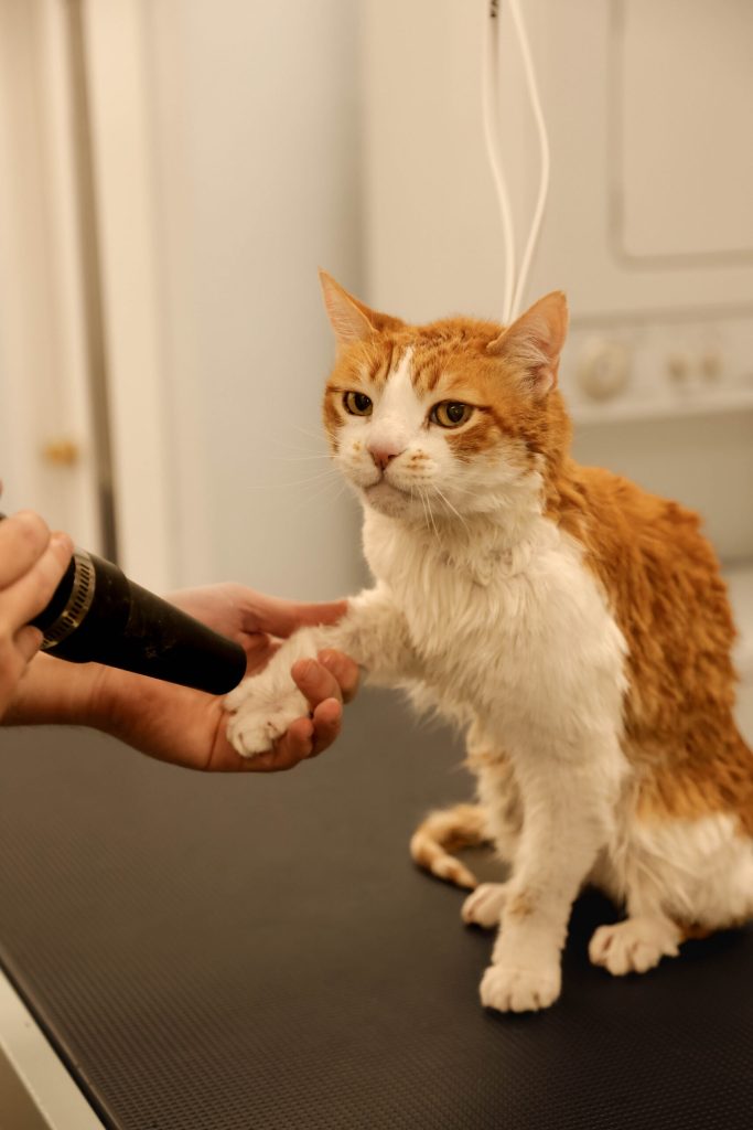 How Much to Get a Cat Groomed