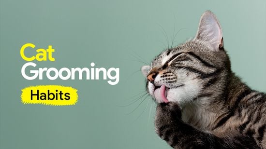 How Often Should a Cat Be Groomed