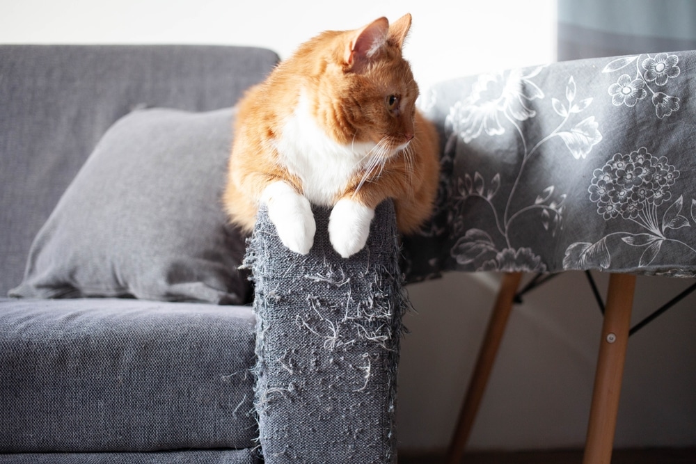 How to Correct Bad Cat Behavior