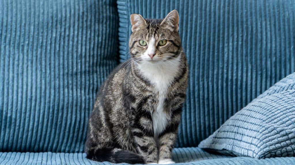 How to Deter Bad Cat Behavior