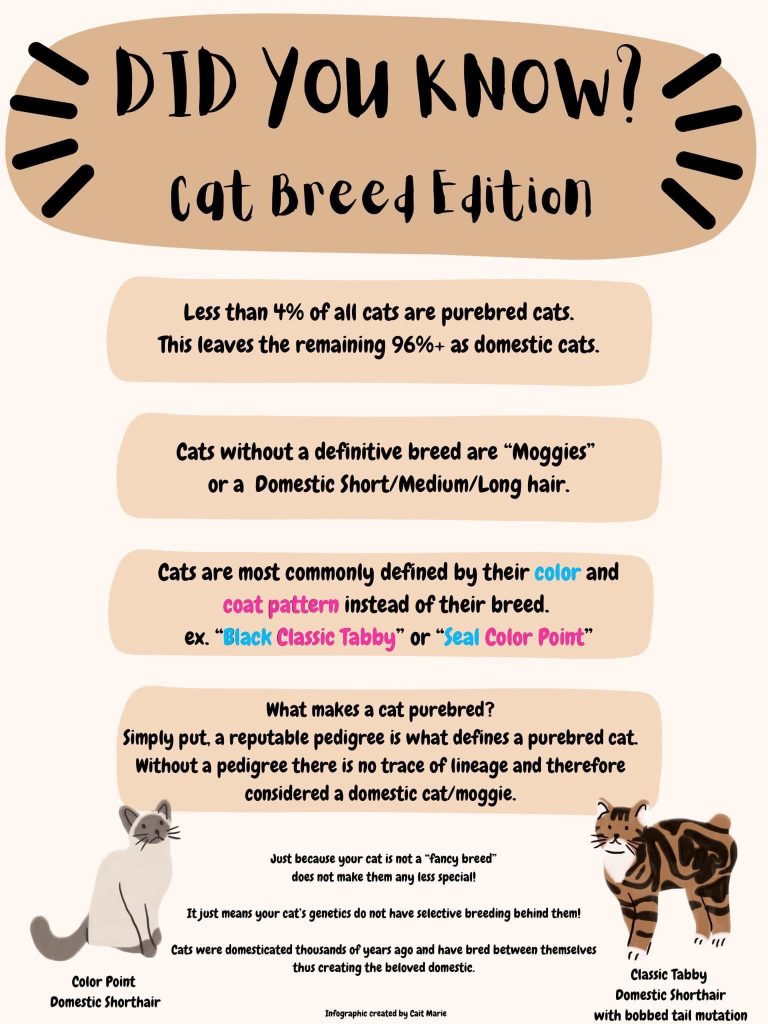 How to Figure Out Cat Breed