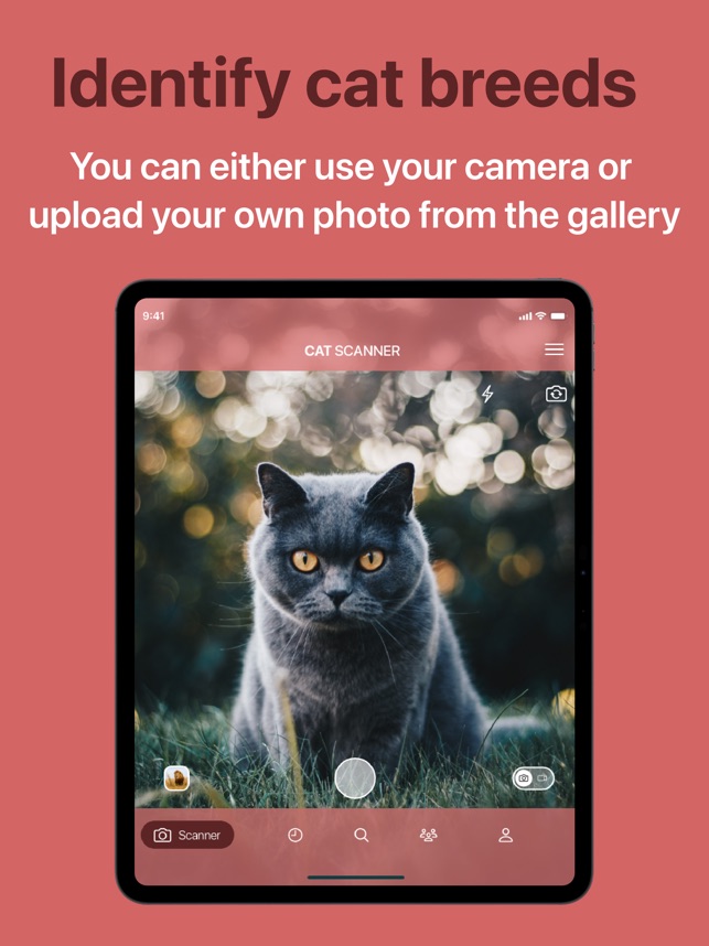 How to Find Cat Breed