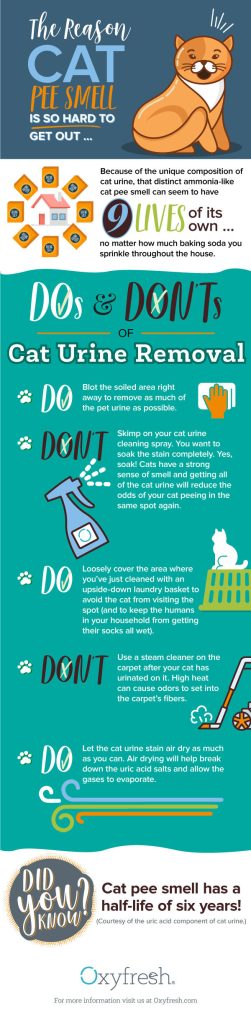 How to Get Out Cat Pee Smell Out of Clothes