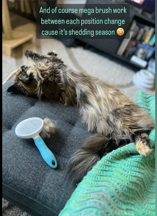 How to Groom a Cat That Hates It