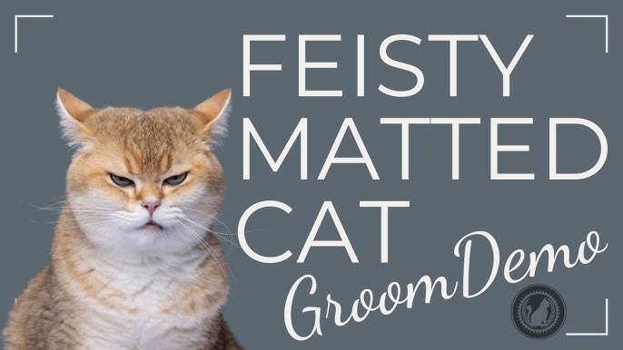How to Groom a Cat With Matted Hair