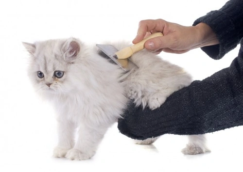 How to Groom a Long Haired Cat