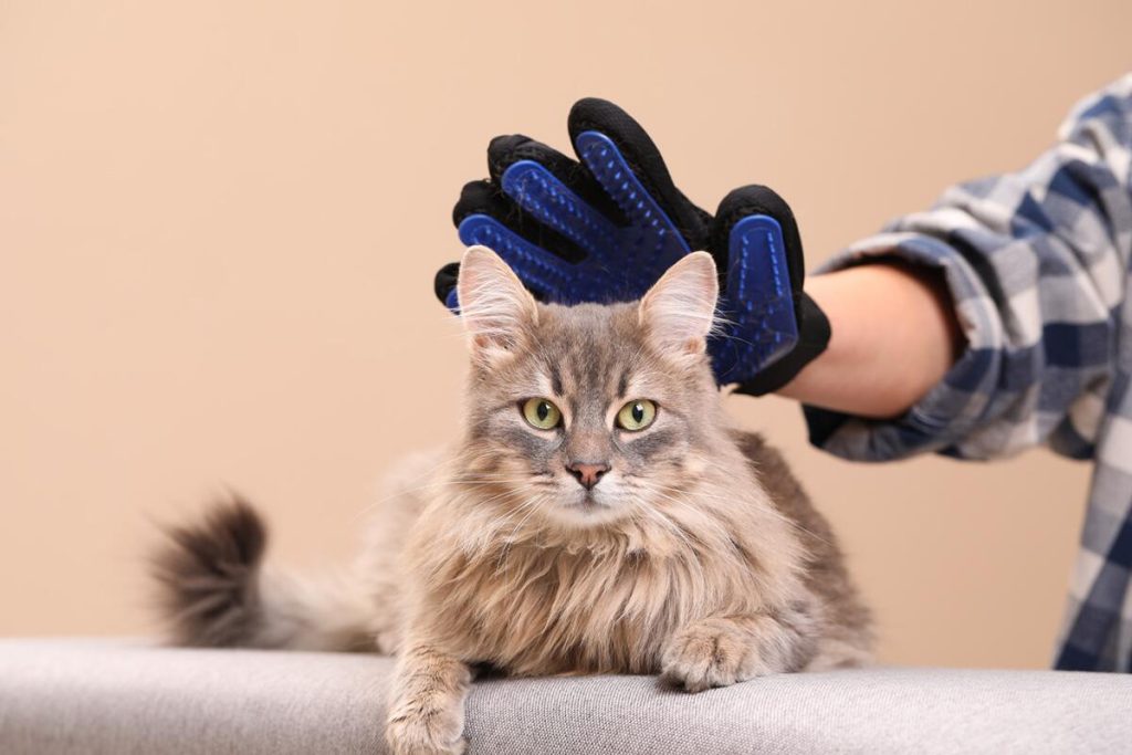 How to Groom Cat