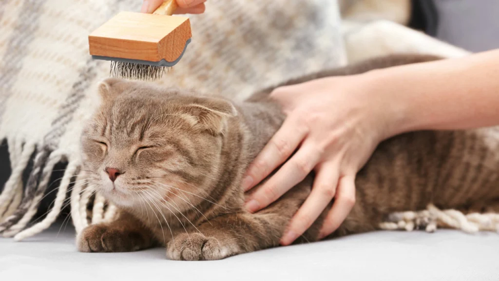 How to Groom Your Cat at Home