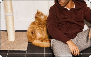 How to Handle Destructive Cat Behavior