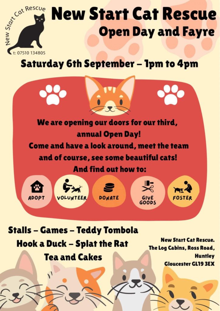 How to Open a Cat Rescue