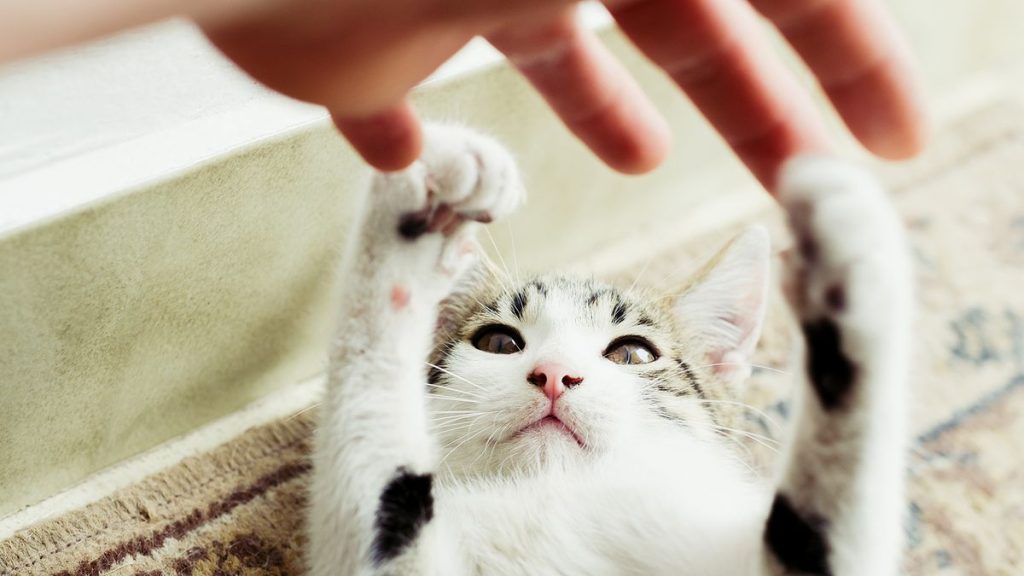 How to Punish Bad Cat Behavior