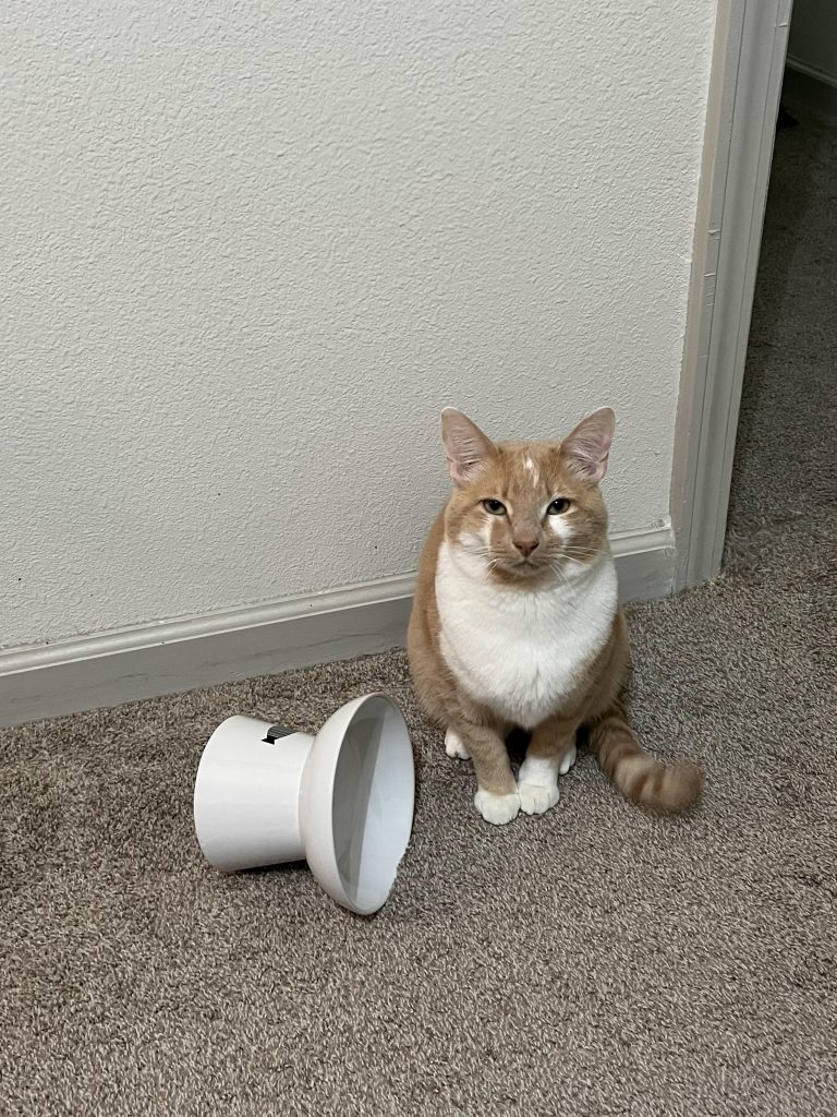 How to Reduce Demanding Cat Behavior at Night