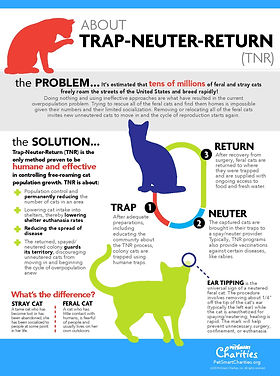 How to Rescue a Feral Cat