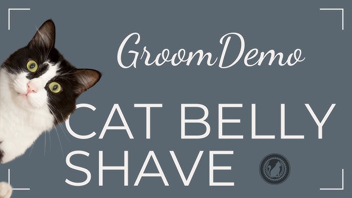 How to Restrain a Cat for Grooming