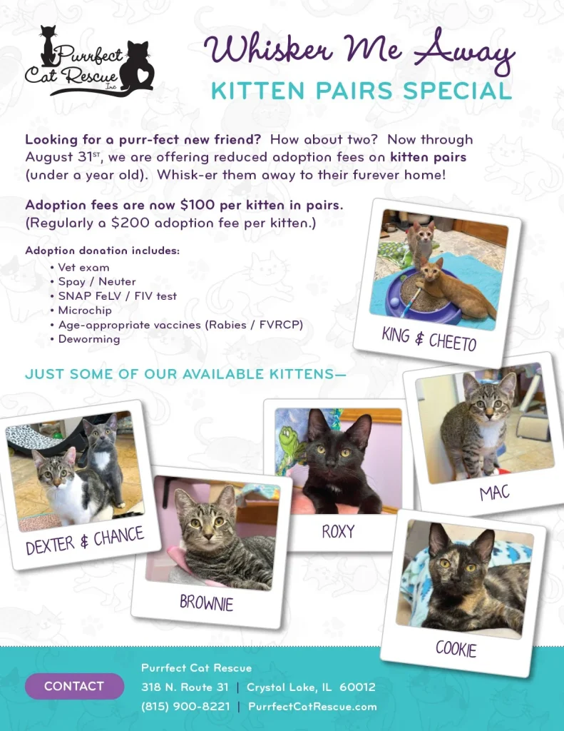 How to Set Up a Cat Rescue