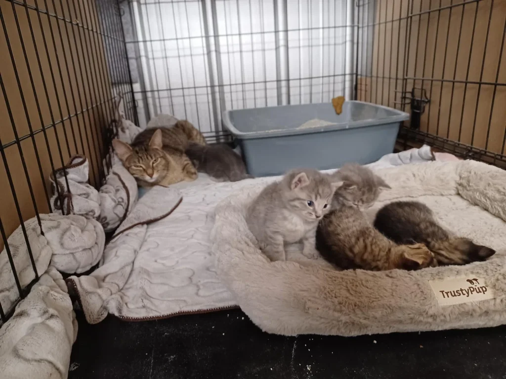 How to Start a Cat Rescue Shelter