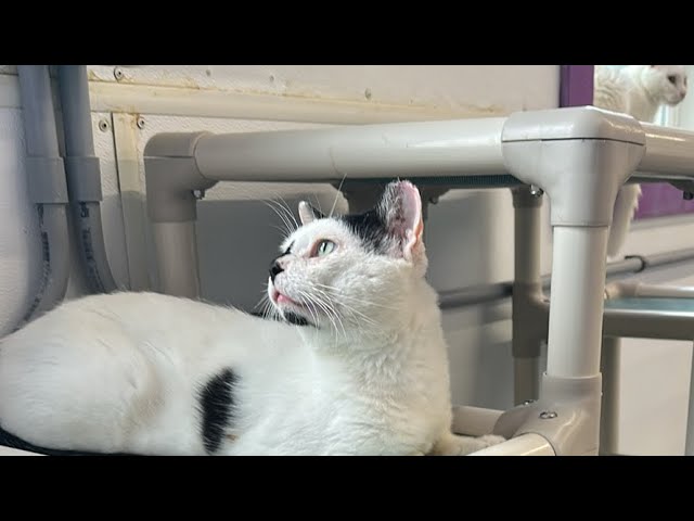 How to Start a Cat Rescue