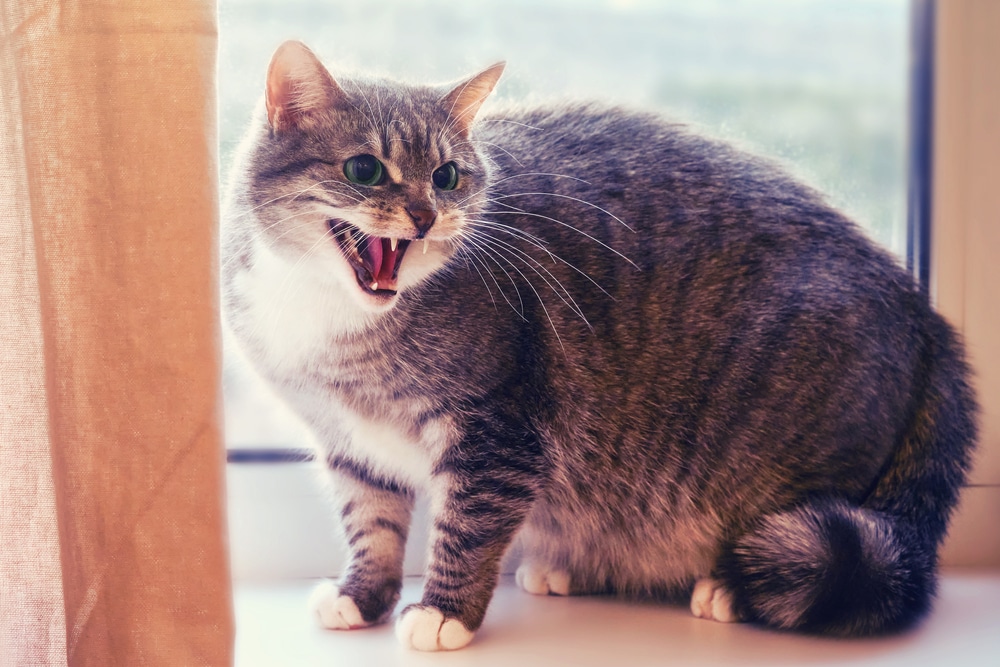 How to Stop Aggressive Cat Behavior