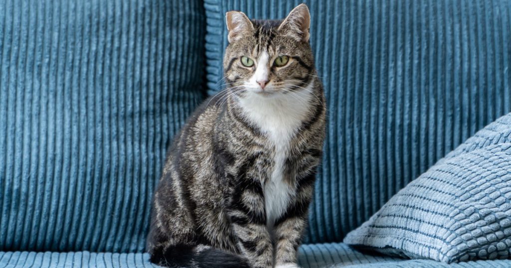 How to Stop Cat Behavior