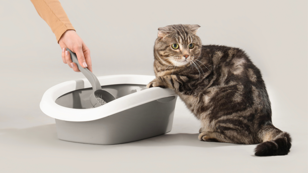 How to Stop Cat Behavior Peeing