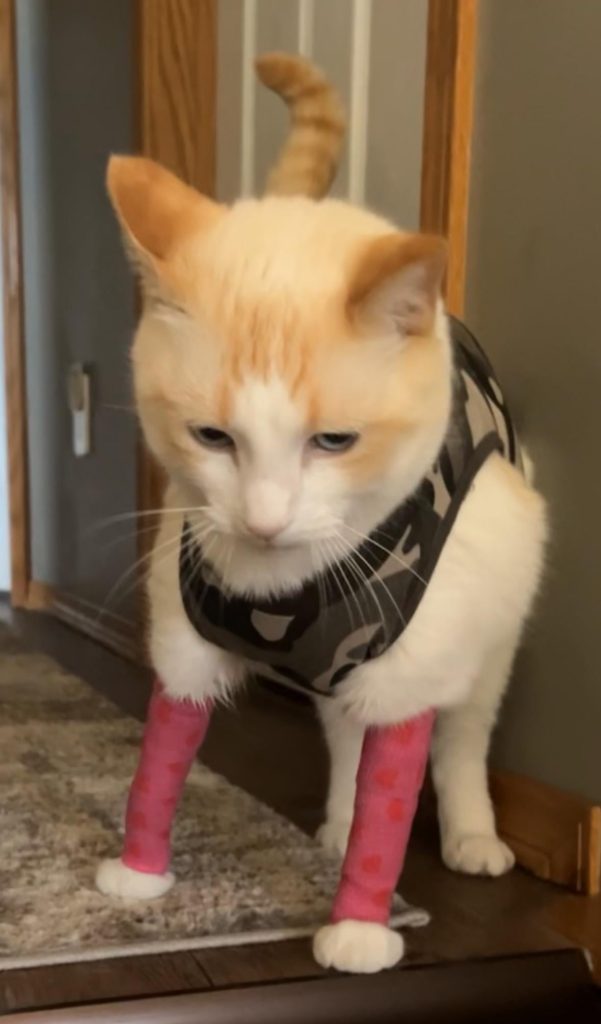 How to Stop Cat Over Grooming