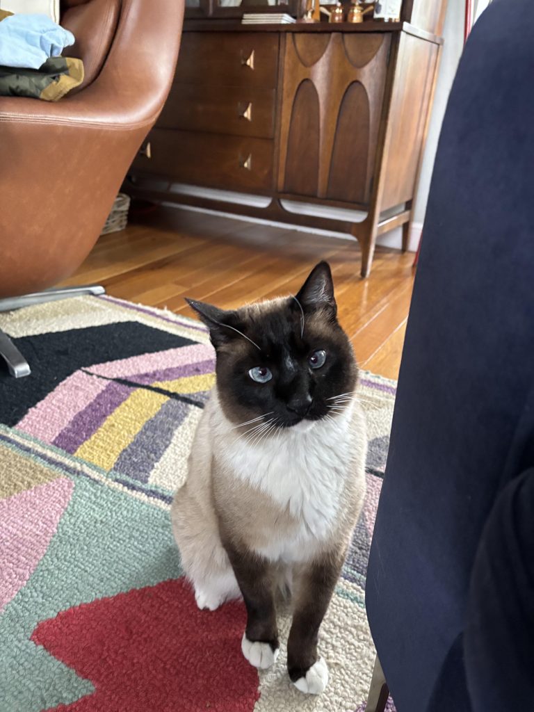 How to Stop My Cat from Peeing on My Clothes