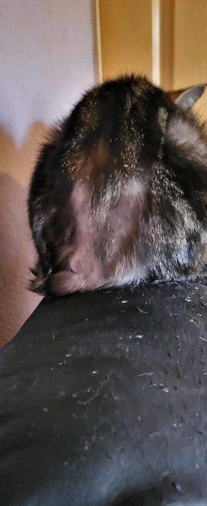 How to Stop My Cat Over Grooming