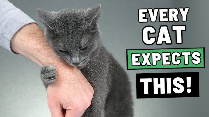 How to Tell What Kind of Cat I Have