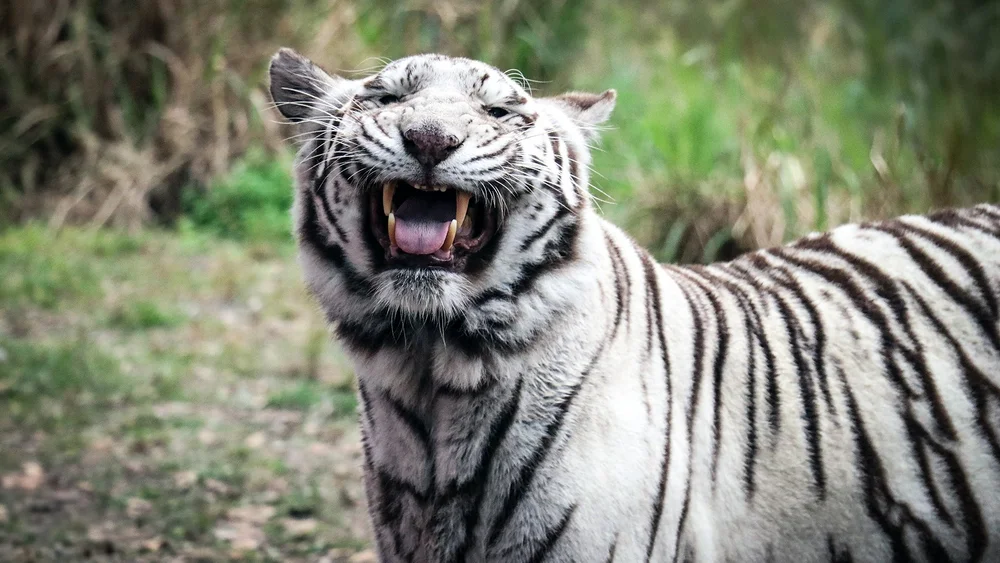 Is Big Cat Rescue Open