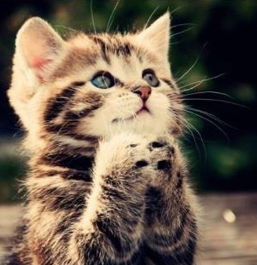 Is Cat Adoption Agreement Binding Without an Adoption Fee