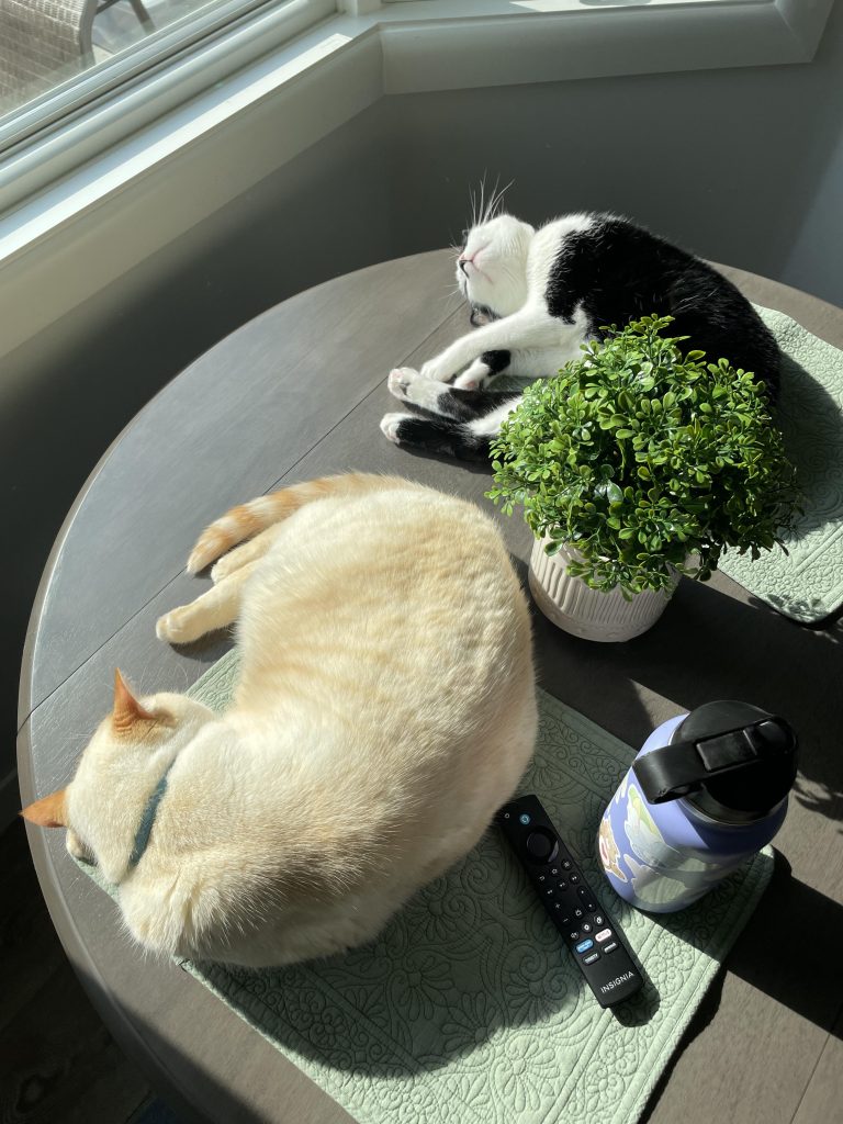 Is Pet Insurance Worth It for Cats