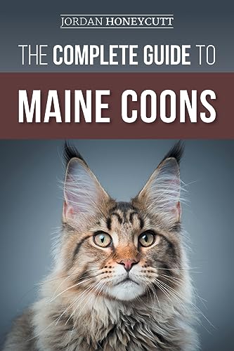 Maine Coon Cat Rescue Colorado