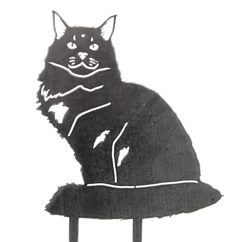 Maine Coon Cat Rescue