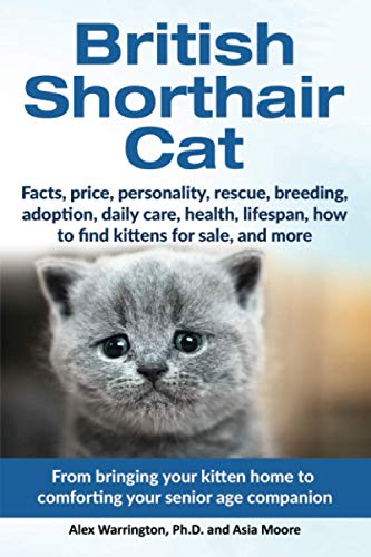 Senior Cat Adoption