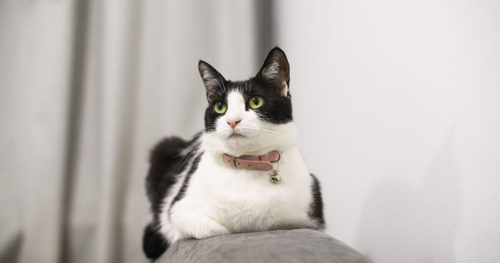 Should Cats Have Collars
