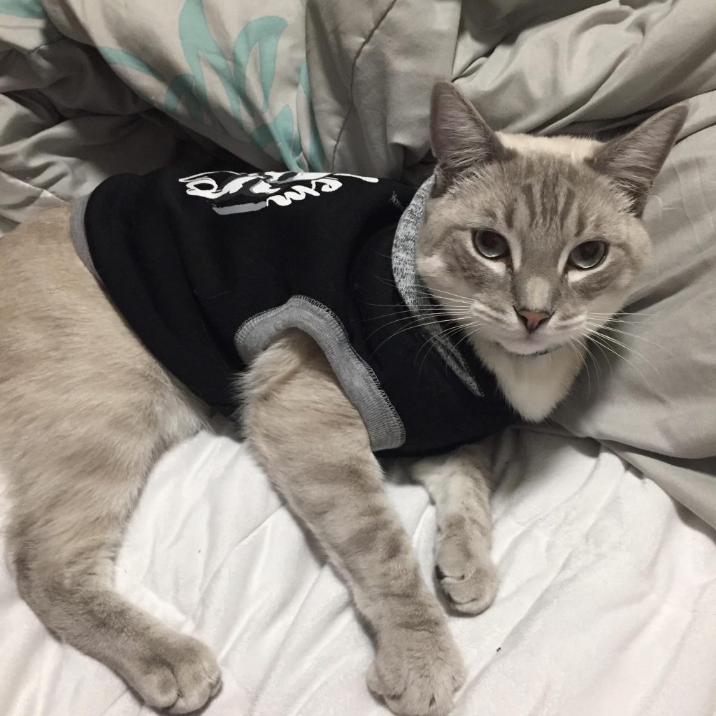 Should Cats Wear Clothes