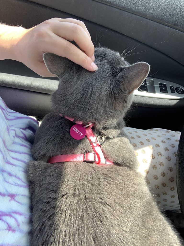 Should Cats Wear Collars With Bells