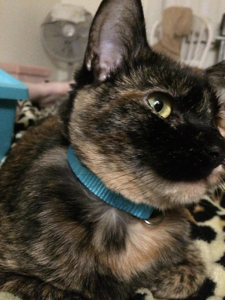 Should Cats Wear Collars With Bells