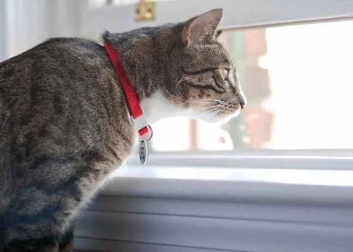 Should Cats Wear Collars